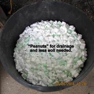 Peanuts in bottom of planter