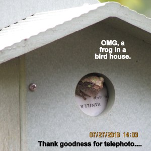 Frog in the bird house