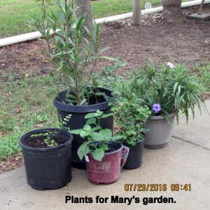 Plants for Mary's garden