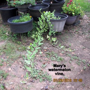 Watermelon vine