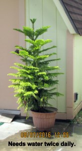 Evergreen in George's yard