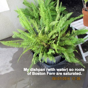 Boston Fern in dishpan
