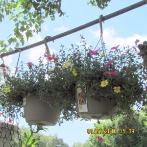 Hanging baskets against sky line