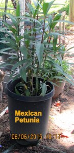 Mexican Petunia June 2015 (1)