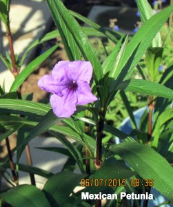 Mexican Petunia June 2015 (2)