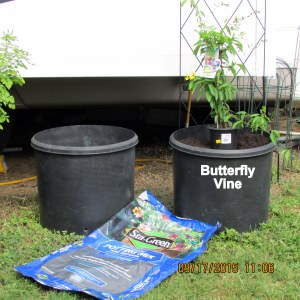 Butterfly Vine September 2015