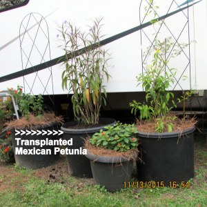 From smaller to larger planter November 2015