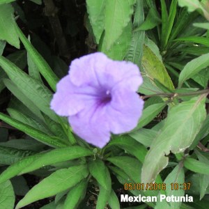 Mexican Petunia bloom