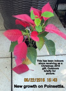 Poinsettia in June