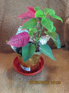 Poinsettia in July