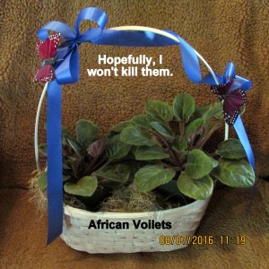 African Violets