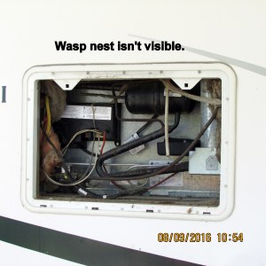 No wasp nest visible