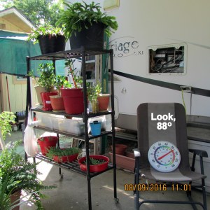 Eighty-eight degrees