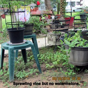 Sprawling watermelon vine