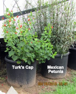 Turk's Cap August 2016