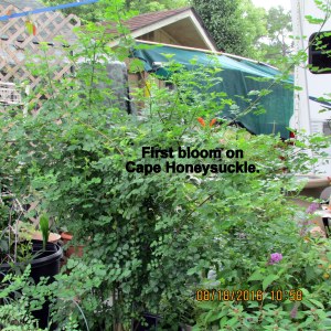Cape Honeysuckle