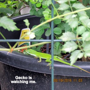 Gecko is watching me