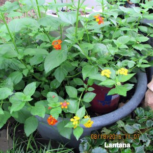 Lantana