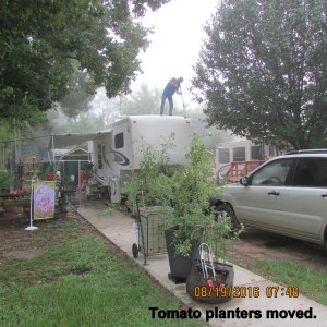 Tomato plants moved