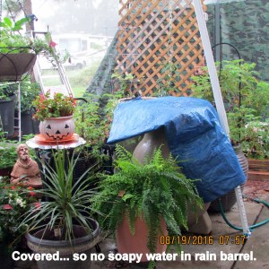Covered rain barrel