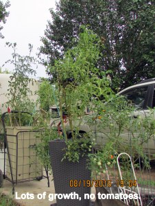 Lots of growth but no fruit