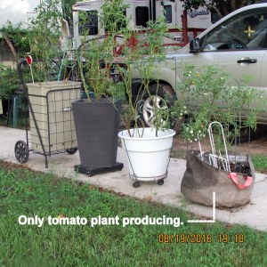 My four in a row tomato planters