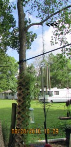 Cypress vine up to tree limb