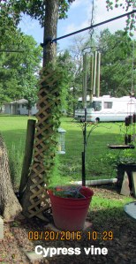 Cypress vine lower area
