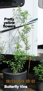 Yellow Butterfly Vine August 2016