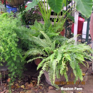 Boston Fern