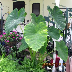 Elephant Ear