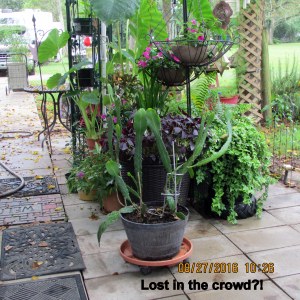 Cereus is lost in the crowd