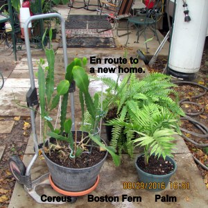 En route to a new home