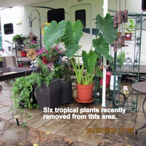 Area vacated by tropical plants 