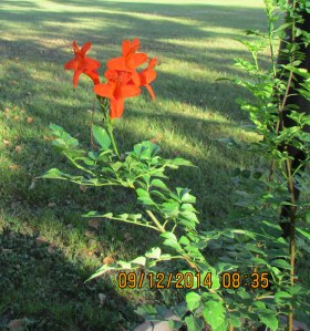 Cape Honeysuckle September 2014