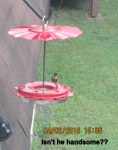 Hummingbird outside my kitchen window (1)