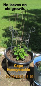Cape Honeysuckle April 2015