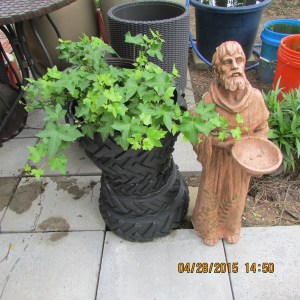 Ivy and St Francis April 2015