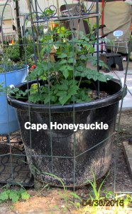 Cape Honeysuckle in April 2015