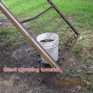 Giant tomatoes planted