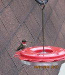 Hummingbird outside my kitchen window (2)