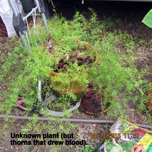 Asparagus Fern just acquired