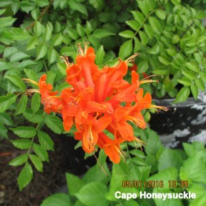 Cape Honeysuckle bloom
