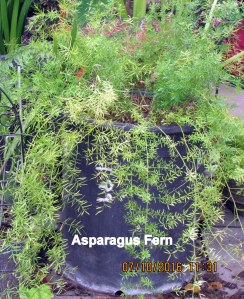 Asparagus Fern
