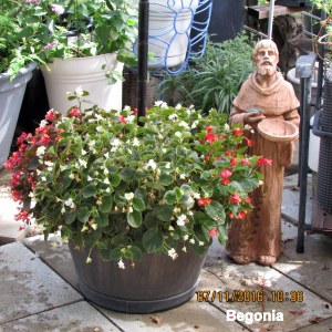 Begonia in whiskey barrel planter