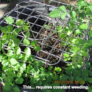 Requires constant weeding