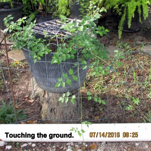 Vine touching the ground