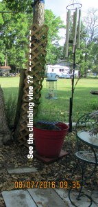 Vine is climbing the trellis