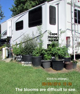 Cape Honeysuckle August 2016