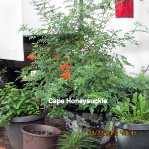 Cape Honeysuckle August 2016
